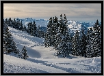Zima, Góry, Zaśnieżone, Drzewa, Świerki, Hoch-Ybrig, Kanton Schwyz, Szwajcaria