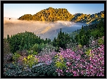 Góry, Mgła, Ogród, Kwitnące, Drzewa, Wiosna, Powiat Jiayi, Tajwan