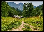 Tatry, Zakopane, Góry, Ścieżka, Polska