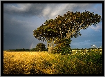 Anglia, Hrabstwo Norfolk, Wieś Thornham, Pole, Drzewo, Trawy, Tęcza