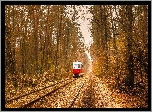 Ukraina, Kijów, Puszcza-Wodycia, Jesień, Drzewa, Las, Tramwaj, Tory