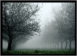 Drzewa, Trawa, Mgła