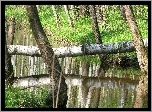 Drzewa, Trawa, Rzeka