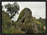 Głazy, Trawa, Drzewo