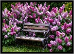 Ławka, Różowe, Kwiaty, Trawa