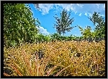 Palmy, Trawa, Niebo