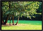 Park, Trawa, Drzewa