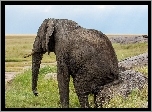 Słoń, Trawa, Kamienie