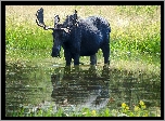 Łoś, Łąka, Trawy, Woda