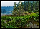 Stany Zjednoczone, Alaska, Park Narodowy Denali, Jezioro Horseshoe, Las, Trawy