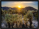 Stany Zjednoczone, Kalifornia, Park Narodowy Joshua Tree, Kaktusy, Cholla, Wschód słońca