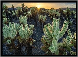 Stany Zjednoczone, Kalifornia, Park Narodowy Joshua Tree, Kaktusy, Cholla, Promienie słońca