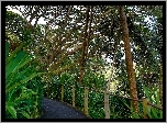 Tropikalny, Ogród Botaniczny, Deptak, Hawaje