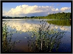 Jezioro, Trzcina, Las