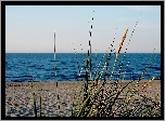 Plaża, Trzcina, Liście