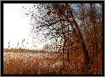 Jezioro, Trzciny, Drzewa