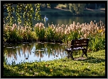 Ławka, Staw, , Park, Trzciny