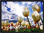Tulipany, Chmury
