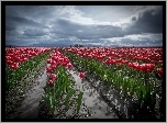 Czerwone, Tulipany, Uprawa