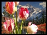 Tulipany, Góry