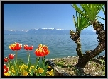Jezioro, Tulipany, Palma