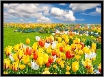 Kolorowe, Tulipany, Chmury