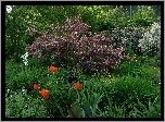 Ogród, Tulipany, Krzewy
