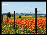 Tulipany, Pole, Ogrodzenie