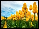 Żółte, Tulipany, Uprawa