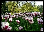 Tulipany, Park