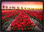 Pole, Tulipany, Drzewa