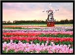Pole, Tulipany, Wiatrak