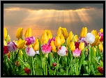 Tulipany, Niebo, Promienie, Słońca