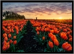 Tulipany, Pole, Promienie, Słońca