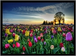Tulipany, Zachód, Słońca, Drzewa