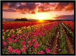 Tulipany, Plantacja, Zachód słońca, Chmury