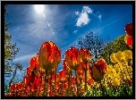 Tulipany, Niebo, Słońce, Wiosna