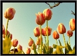 Wiosna, Tulipany, Niebo