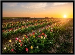 Tulipany, Pole, Plantacja, Wschód słońca