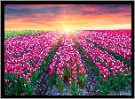 Tulipany, Różowe, Pole, Wschód słońca