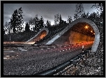 Droga, Tunel, Drzewa