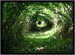 Las, Tunel, Drzewa