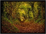 Las, Tunel, Liście