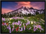 Stany Zjednoczone, Stan Waszyngton, Góry Mount Rainier, Łąka, Łubin