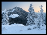 Ukraina, Zima, Góry Karpaty, Las, Świerki