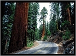 Stany Zjednoczone, Kalifornia, Park Narodowy Sekwoi, Droga, Zakręt, Drzewa, Sekwoje