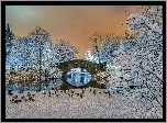 Kaczki, Drzewa, Most, Zima, Central Park, Nowy Jork, USA