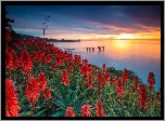 Wybrzeże, USA, Kwiaty, Aloes, Zachód słońca  Morze