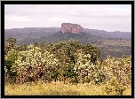 Waterberg, Pasmo, Górskie, Drzewa, Trawa