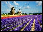 Wiatraki, Pole, Tulipany, Hiacynty, Holandia